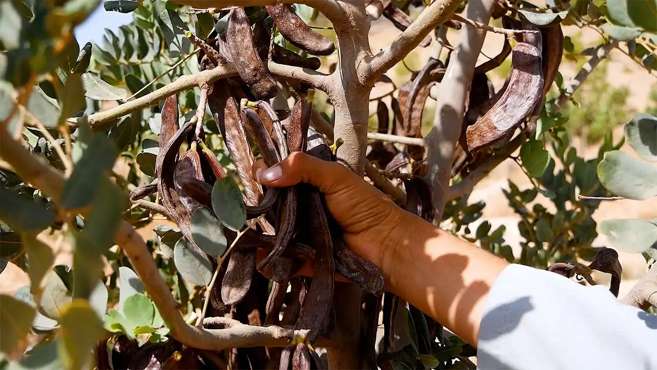 جني انتقائي