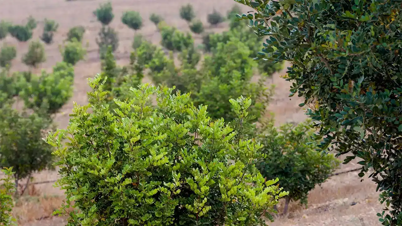 بساتين مستدامة