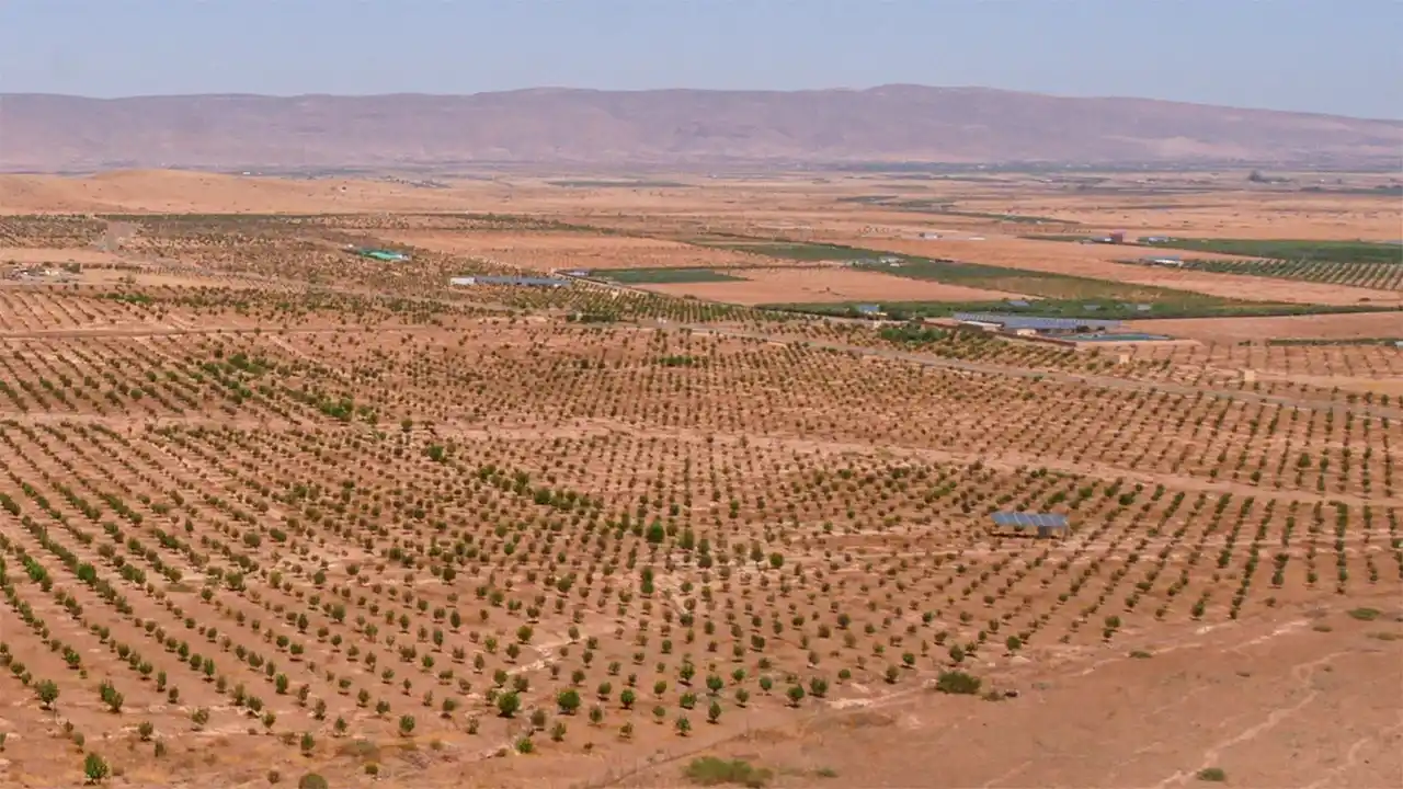 مزارع شاسعة